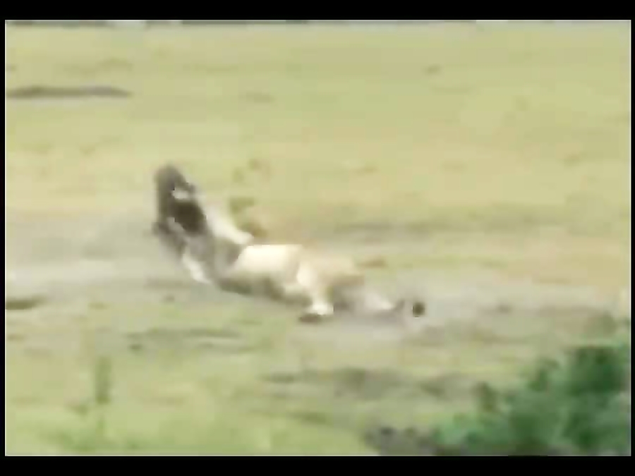 Male lion killing hyena cubs