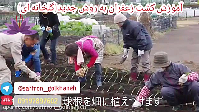کشت زعفران گلخانه ای(کشت در فضای بسته و مسقف) احمدرضا عابدزاده