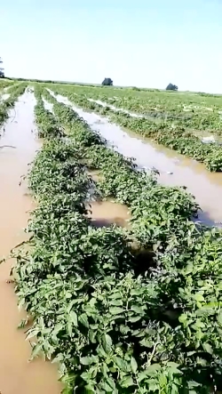 زمینهای کشاورزی روستای کریم خل...