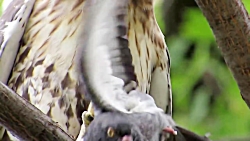 شکار کردن و دریدن زنده زنده کب...