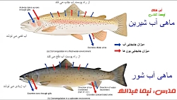مقایسه ماهی آب شور با ماهی آب...