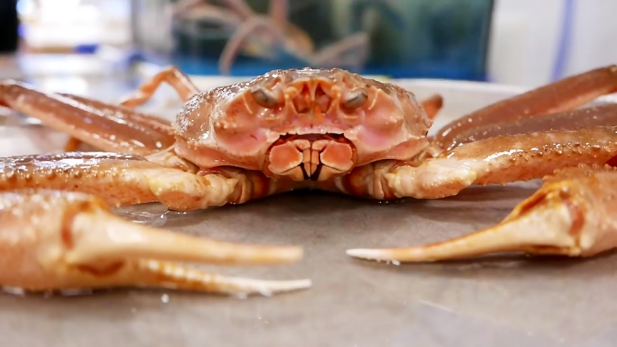 Korean Street Food Giant Snow Crab Seafood Seoul Korea