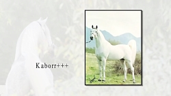 اسب Amir Al Shaqab با کیفیت HD