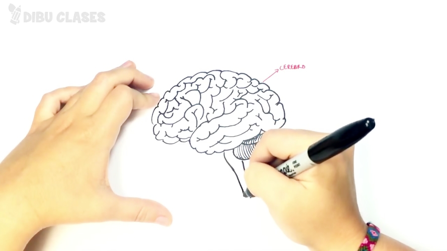 Cómo dibujar el Cerebro Humano paso a paso | Dibujo fácil de un Cerebro  Humano