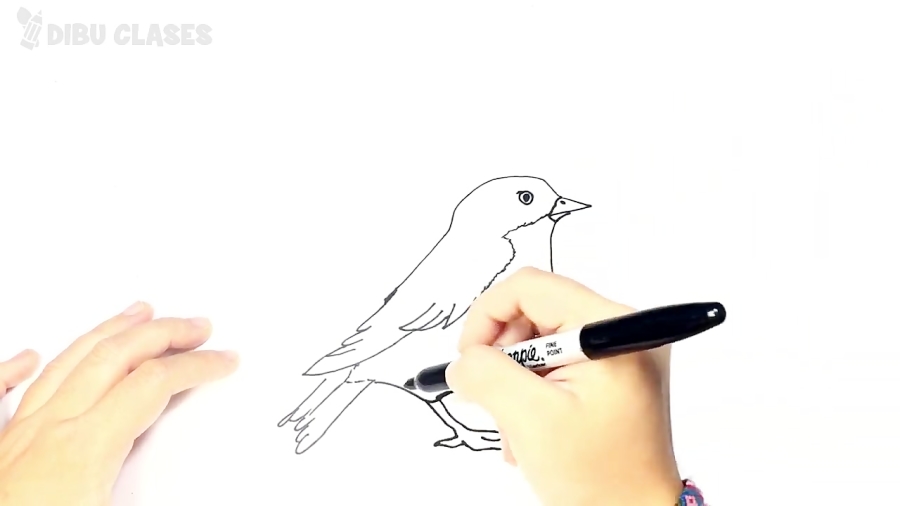 Como Dibujar Un Pajaro Paso A Paso Fácil 5724