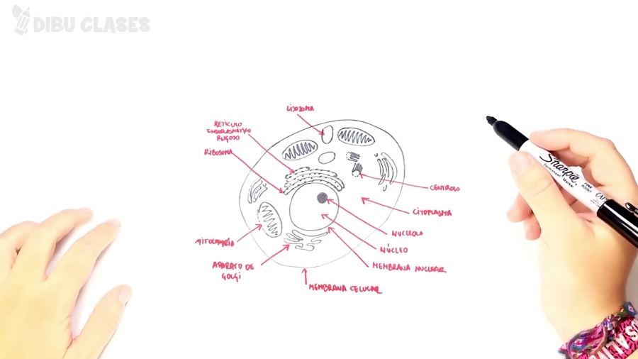 Como Dibujar Un Celula Animal Paso A Paso Partes De Una Celula