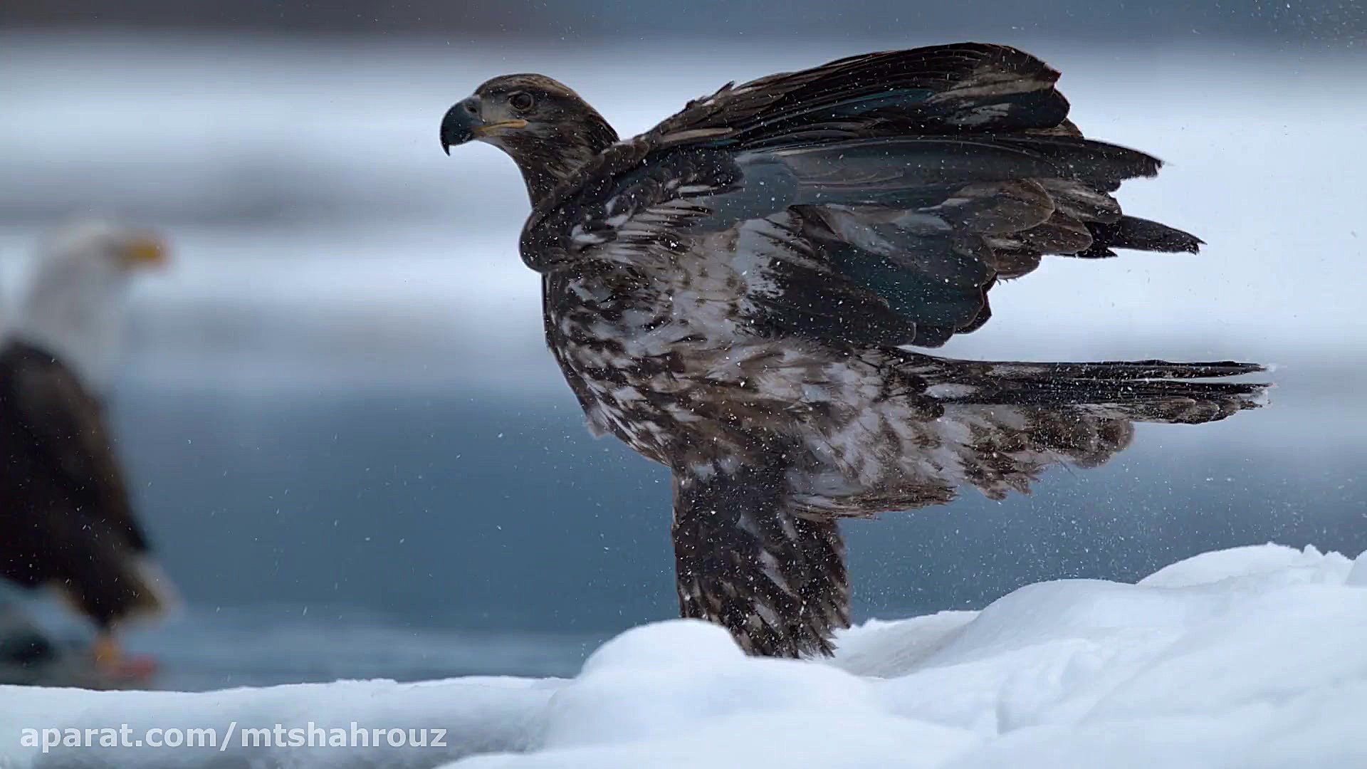 مستند سریالی سیاره ما Our Planet 2019 -قسمت-هشتم زمان2919ثانیه