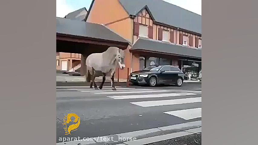 وقتی اسبها خودشون بتونند آرایشگاه و خرید برن زاویه سازی صورت