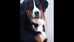 کارهای خنده دار حیوانات خانگی...