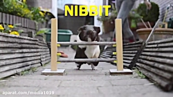 مسابقه خوکچه هندی