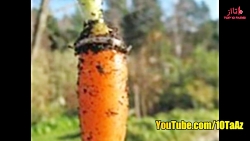 ۱۰ تا از خوش شانس ترین آدم ها...