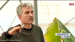 استفاده از فناوری هسته ای در کشاورزی استفاده از فناوری هسته ...