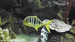 ماهی گیش طلایی: Gnathanodon sp...