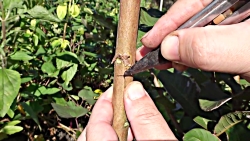 پیوند شکمی با جوانه بیدار در ا...