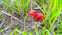 دنیای اسباب بازی: نجات ماشین م...