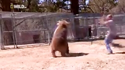 بوسه ی خرس به ادم دوستی خاله خ...