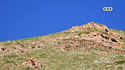 راز بقا  اسرار حیات وحش ایران...