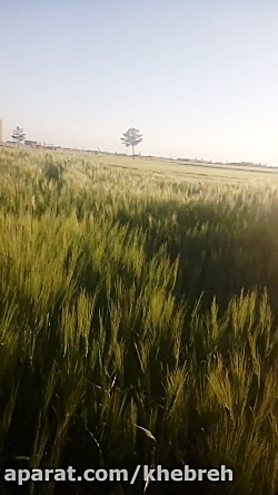 اجراع. زنده اهنگ امام رضا محسن...