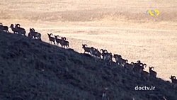 راز بقا  اسرار حیات وحش ایران...