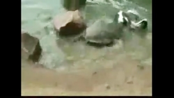 لاک پشت کبوتر خور (جلل خالق)