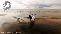 ویدیو آرامش بخش و زیبای اسب