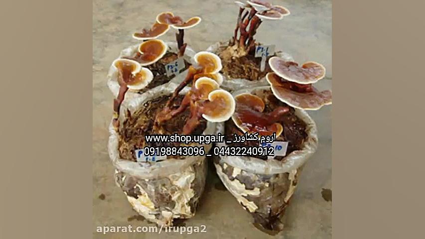 گانودرما لوسیدوم ، گانودرما ، 09198843096 ------------ 04432240912 عصب‌کشی