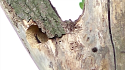 نبرد پرنده فلیکر شمالی با کبوت...