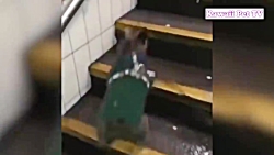 سگ ها و گربه های بازیگوش و خند...