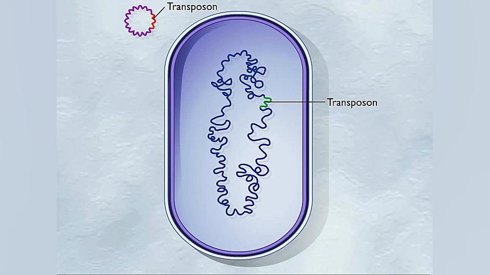 ترانسپوزونها ارتودنسی