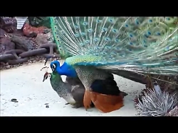 جفتگیری طاوس