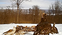 حمله های دیدنی از حیوانات وحشی...