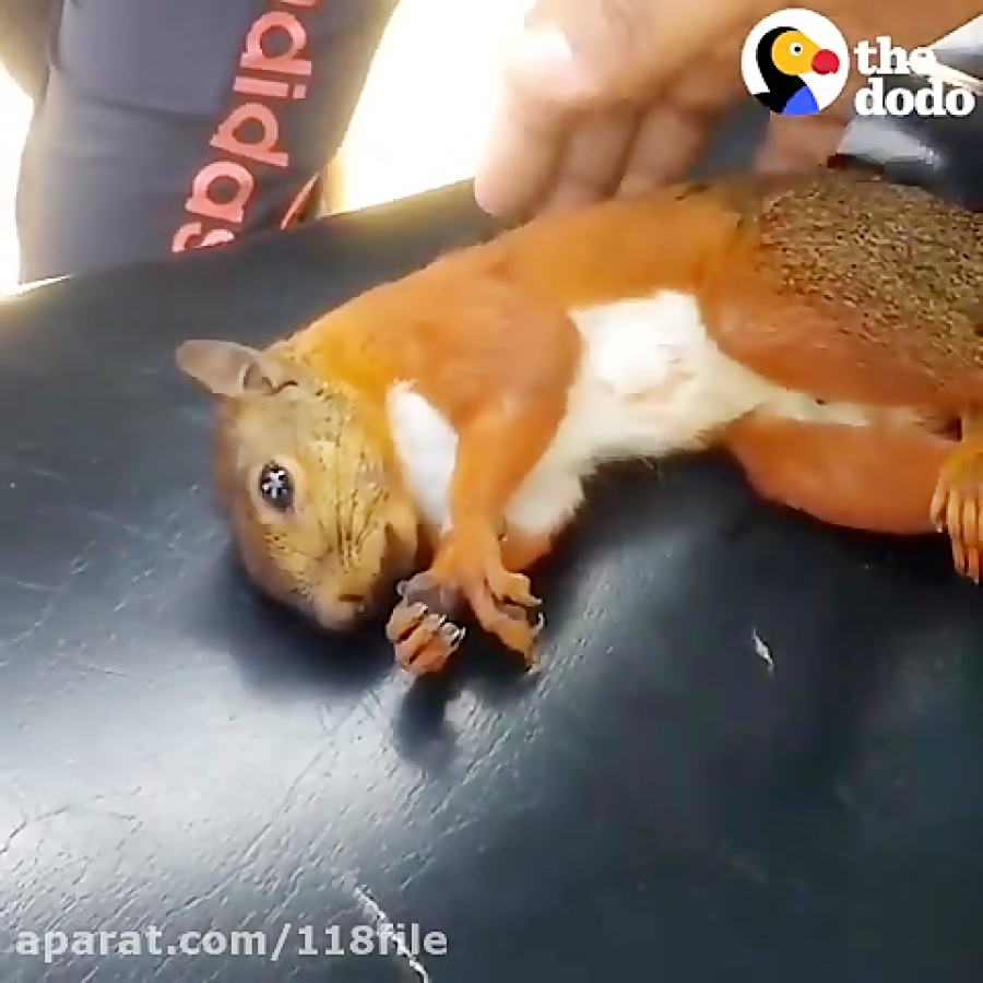 Белочка в руках. Белка застряла в кормушке. Способная белочка 84. Спасли белку. Белка телеутка.