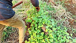 برداشت عسل کوهی و عسل طبیعی Am...