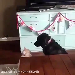 وقتی برا دعوا میری میبینی زورت بهش نمیرسه