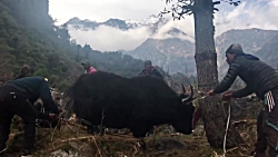 کشتن دردناک گاومیش در نپال با...