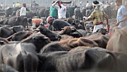 گردن زدن وحشیانه هزاران گاومیش...