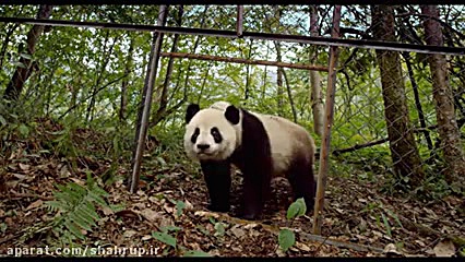 تریلر مستند پانداها Pandas 2018 - شهرآپ زمان149ثانیه