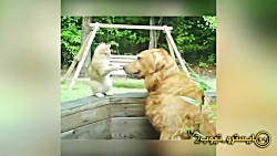 لحظات جالب و خنده دار حیوانات