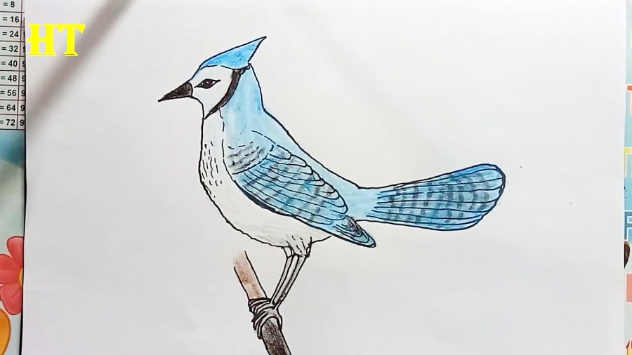 How To Draw A Blue Jay Bird Step By Step Bird Drawing Easy