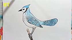 Easy and simple Bird 🐦 drawing, How to drawing Blue Jay bird