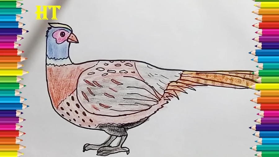Featured image of post How To Draw A Pheasant Flying Step By Step Now the back leg is bent behind the front leg