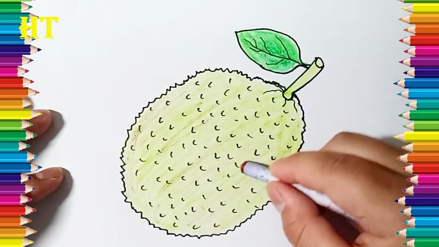 Image Details IST3582601527  Hand drawn breadfruit jackfruit Vector  sketch illustration