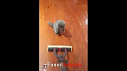 سگ گربه |&hearts;Cute cat and...