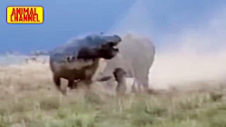 بالا 10 حیوانات حمله با شکست م...