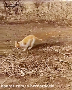 لحظه دیدنی پرواز گربه برای شکا...