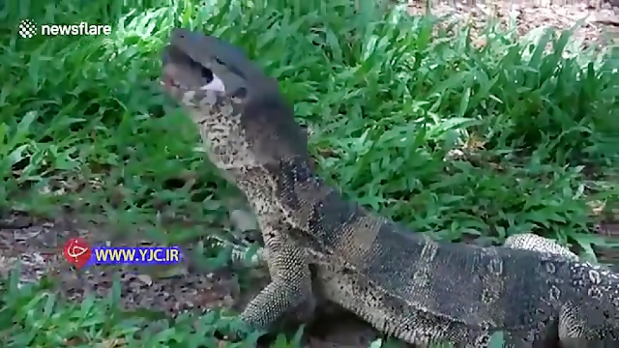 pictures of baby monitor lizard