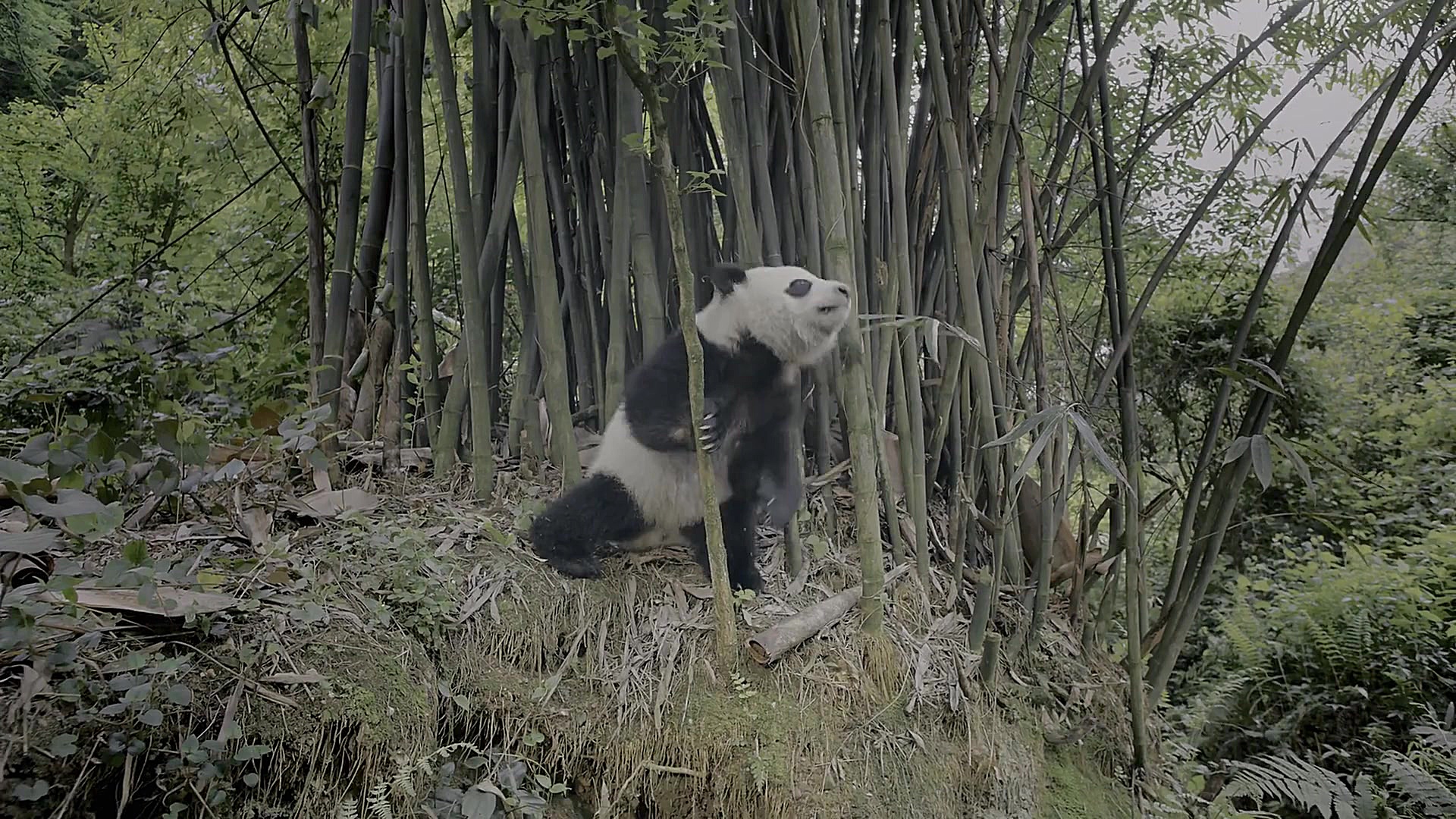 مستند پانداها Pandas 2018 زمان2537ثانیه
