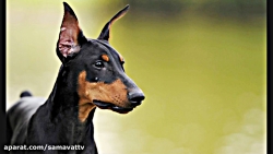 در مورد سگ نژاد دوبرمن بدانید