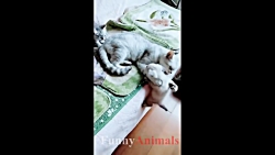 سگ و گربه خانگی Mother cats pr...