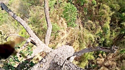 عسل ทีมล่าผึ้งหลวง  ท้ายทายกับ...